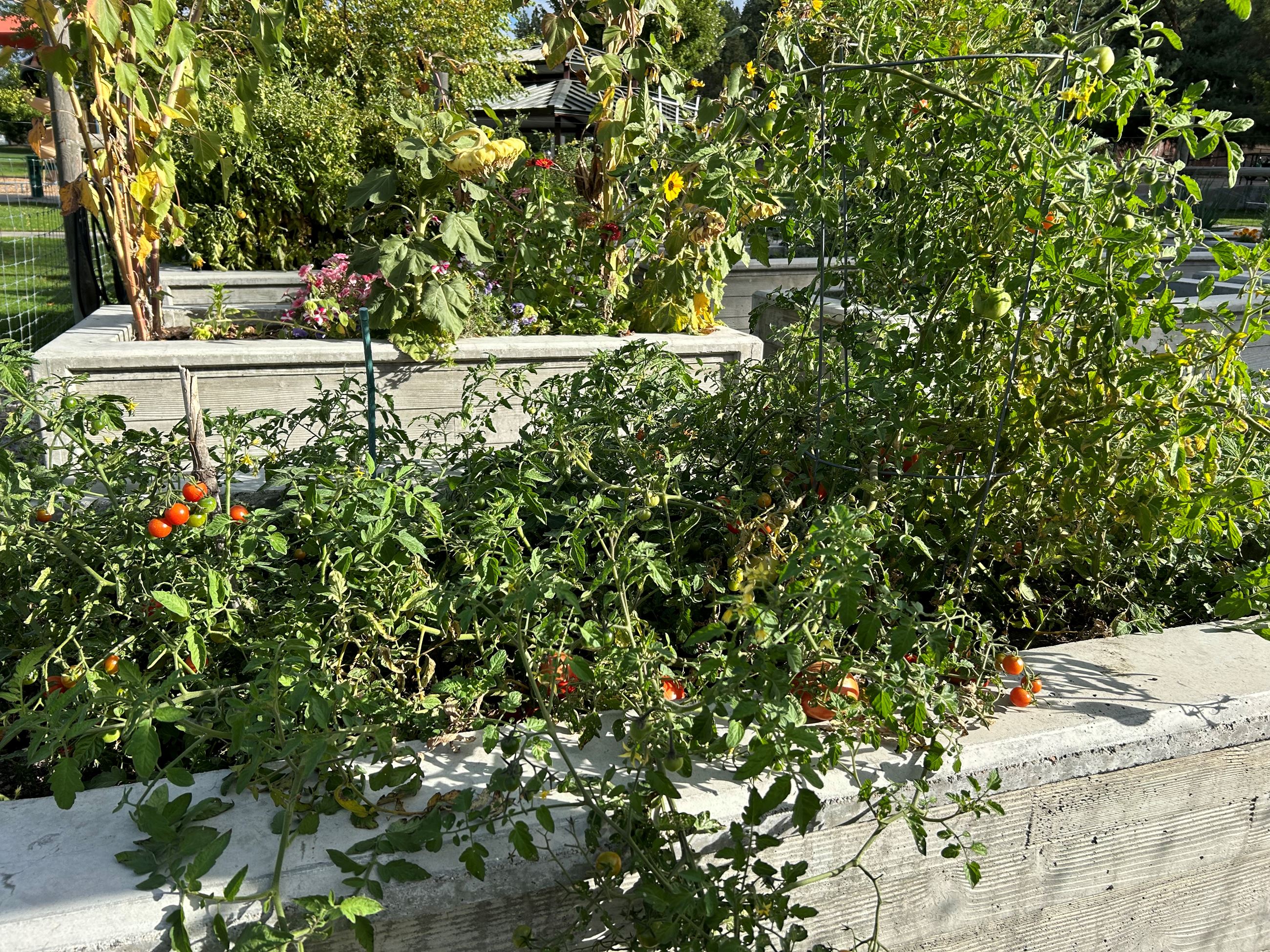 Image of plants in Rocky Hill Community Garden