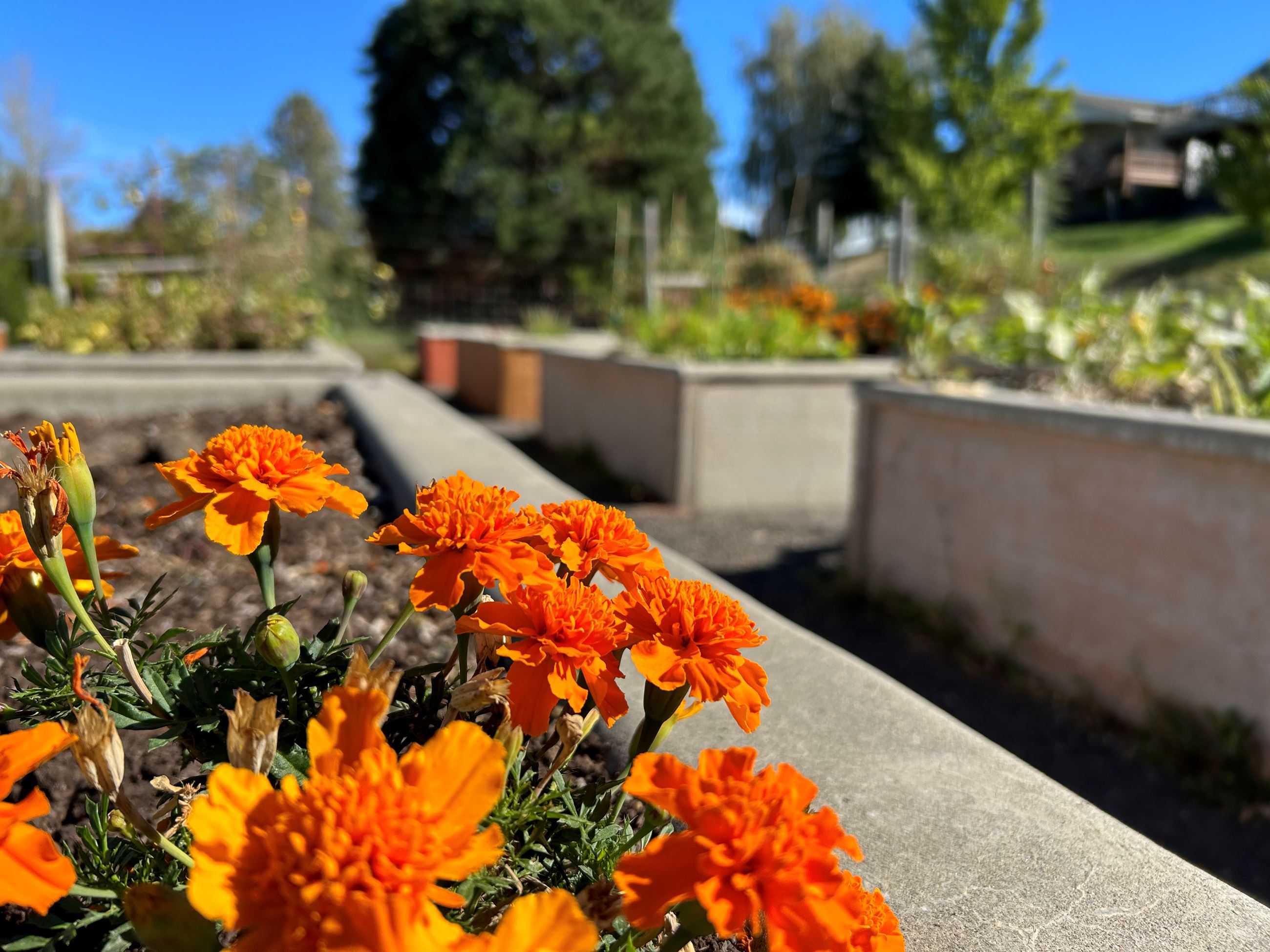 Image of plants at the Community Garden Arboretum