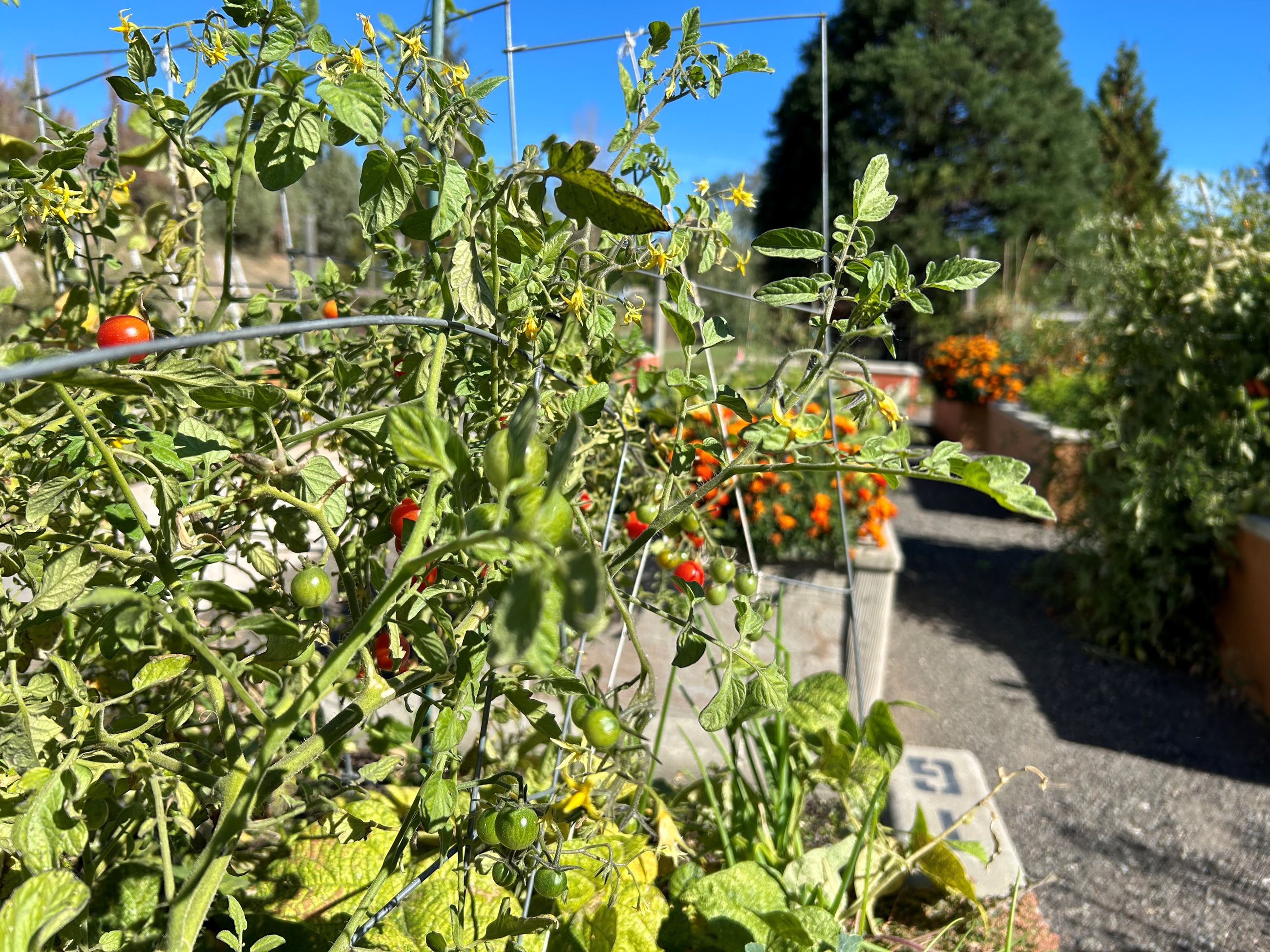 Image of plants at the Community Garden Arboretum