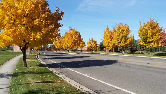 Trees in Autumn